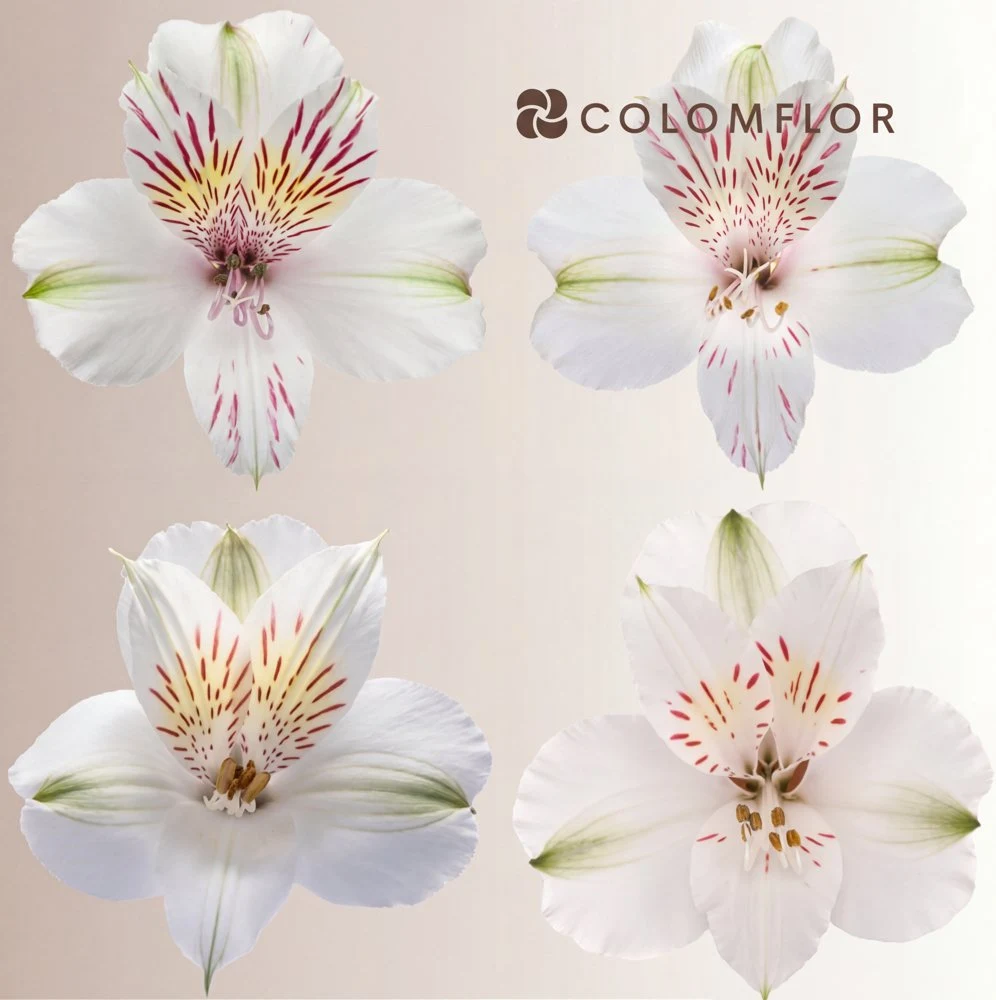 Alstroemeria blanca