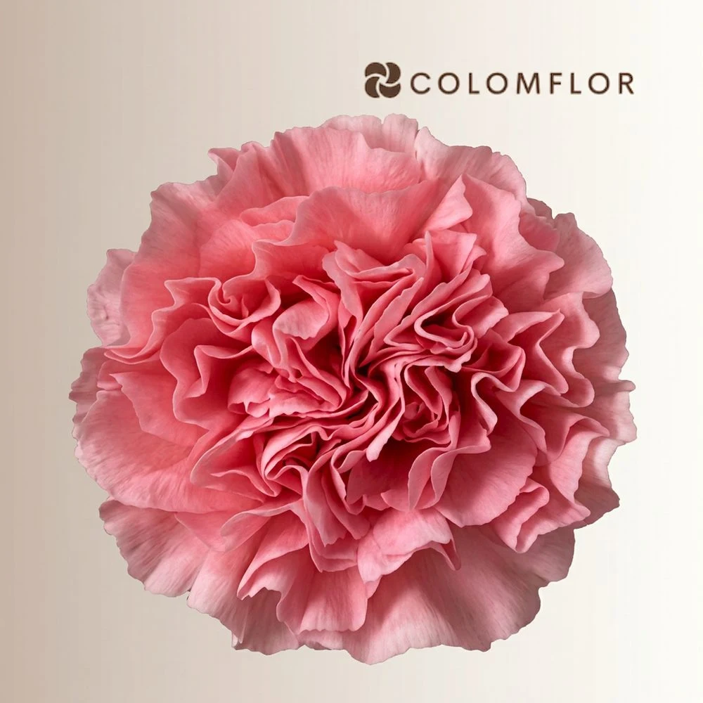 Clavel rosa