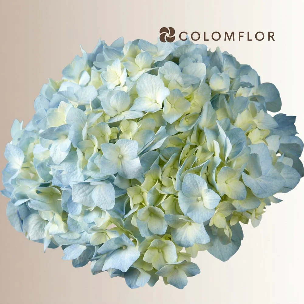 Hortensia azul