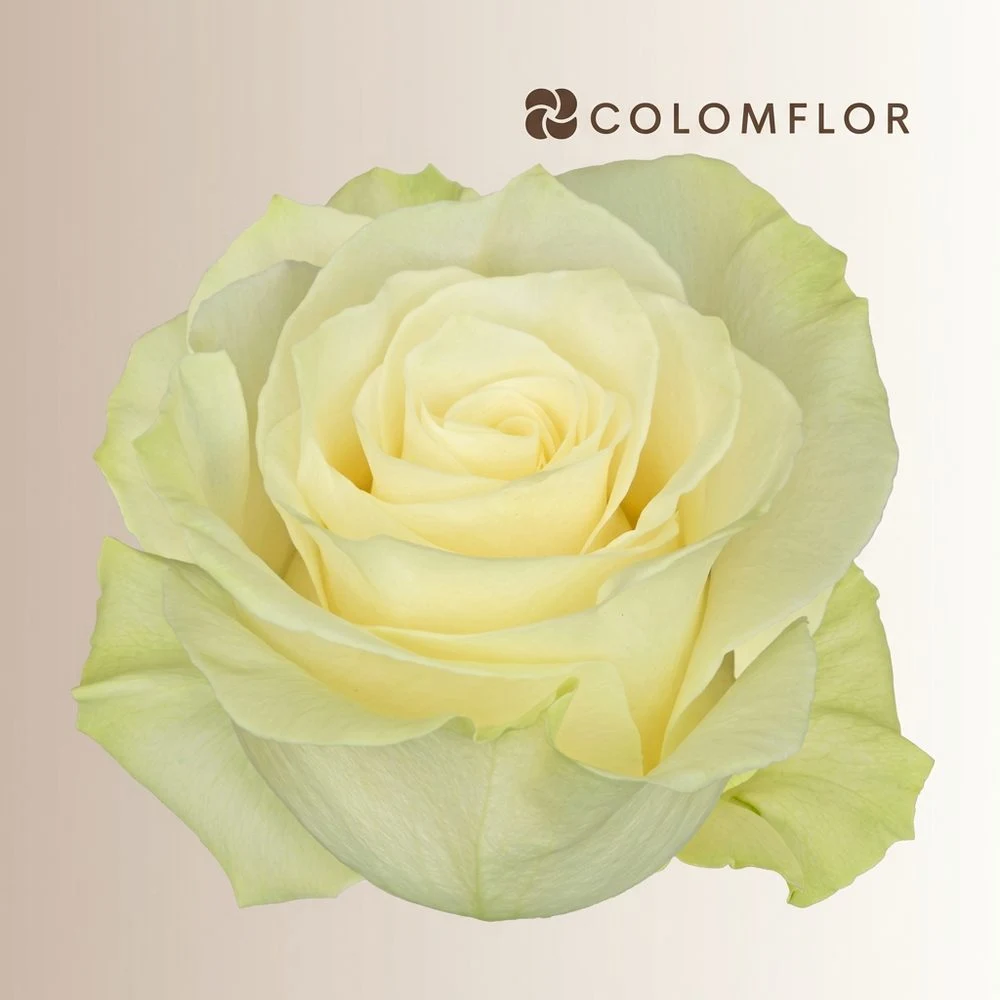 Rosa blanca Mondial