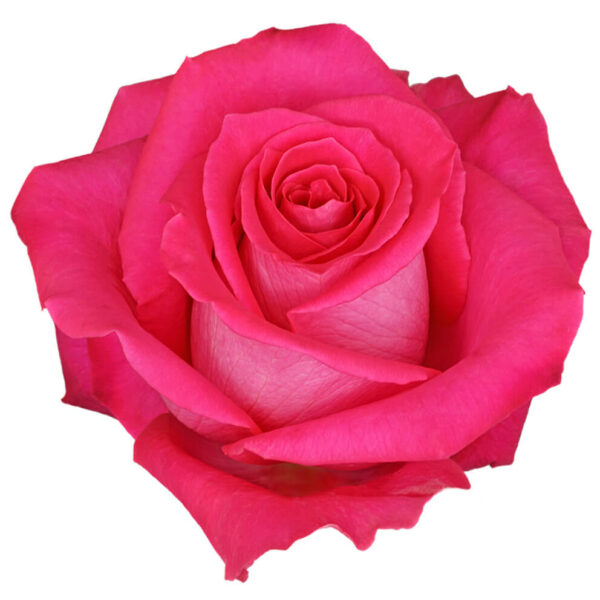 Rosas Fucsia Topaz