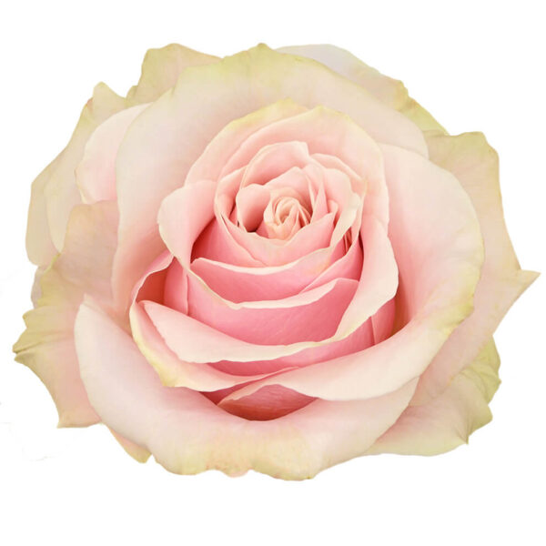 Rosas Rosadas Pink Mondial