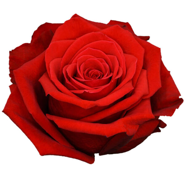 Rosas Rojas Freedom