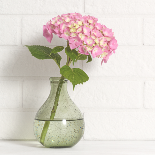 Hortensia Rosa Colombiana