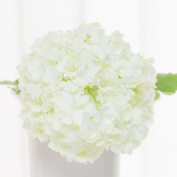 Hortensia Blanca Colombiana - Imagen 2