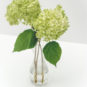 Hortensia Verde Colombiana