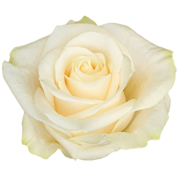 Rosas Vendela Colombianas - Imagen 4