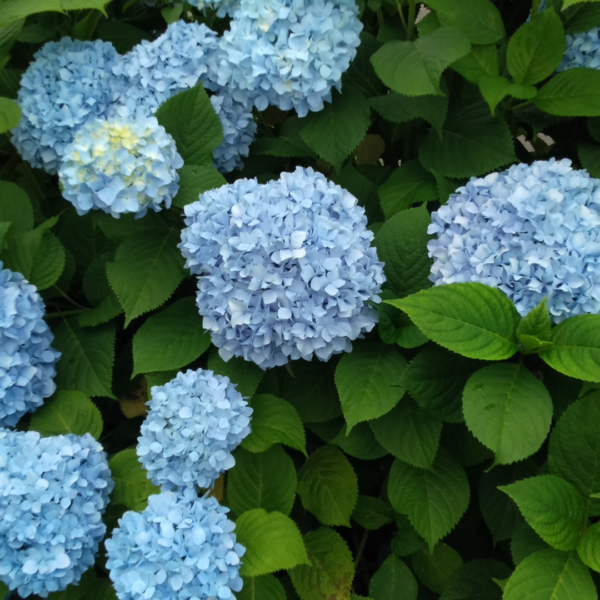 Hortensia Azul Colombiana - Imagen 2