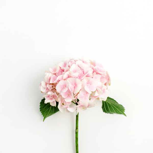 Hortensia Rosa Colombiana - Imagen 2