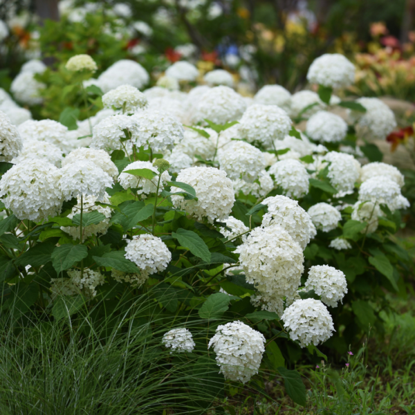 Hortensia Blanca Colombiana - Imagen 3
