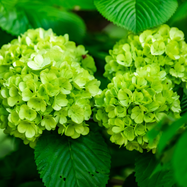 Hortensia Verde Colombiana - Imagen 2