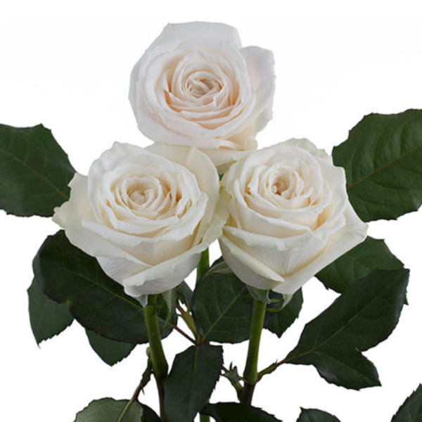 Rosas Vendela Colombianas - Imagen 3