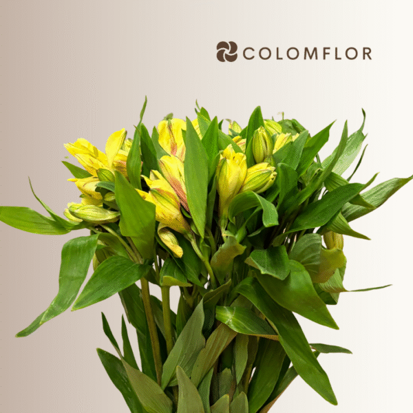 Alstroemeria Amarilla - Imagen 2