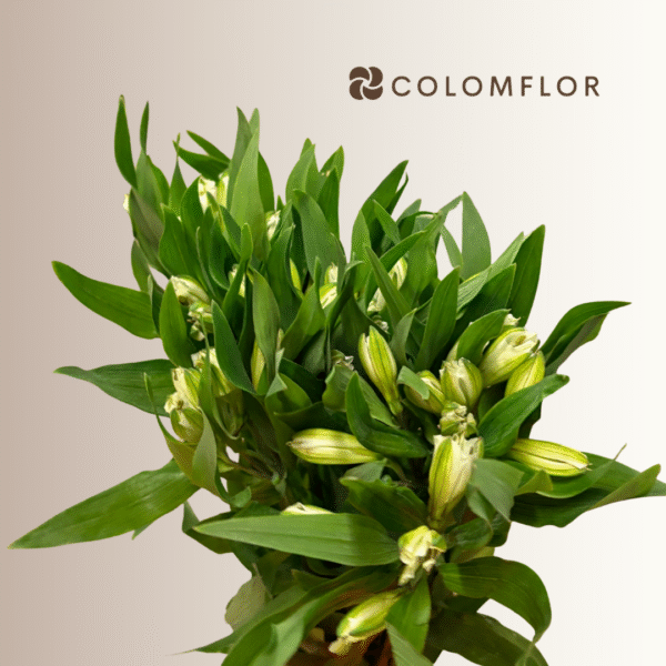 Alstroemeria Blanca Colombiana - Imagen 2