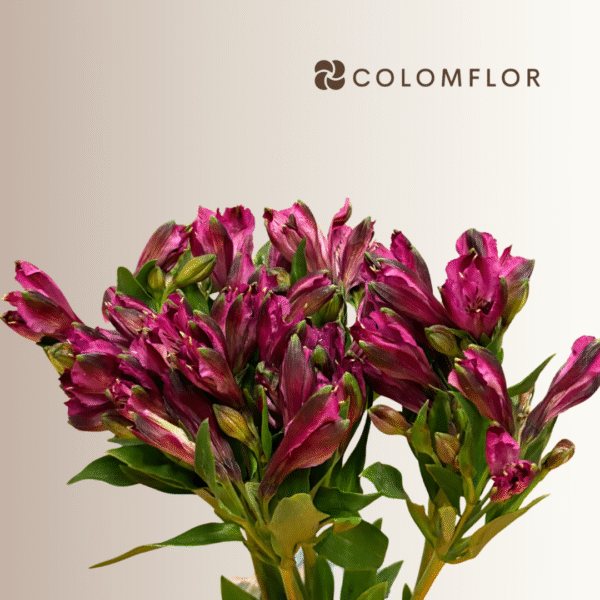 Alstroemeria Hot Pink Colombiana - Imagen 2