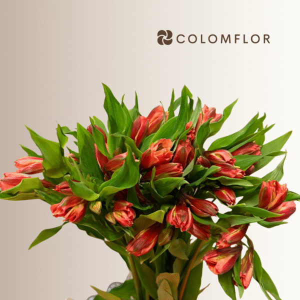 Alstroemeria Naranja Colombiana - Imagen 2