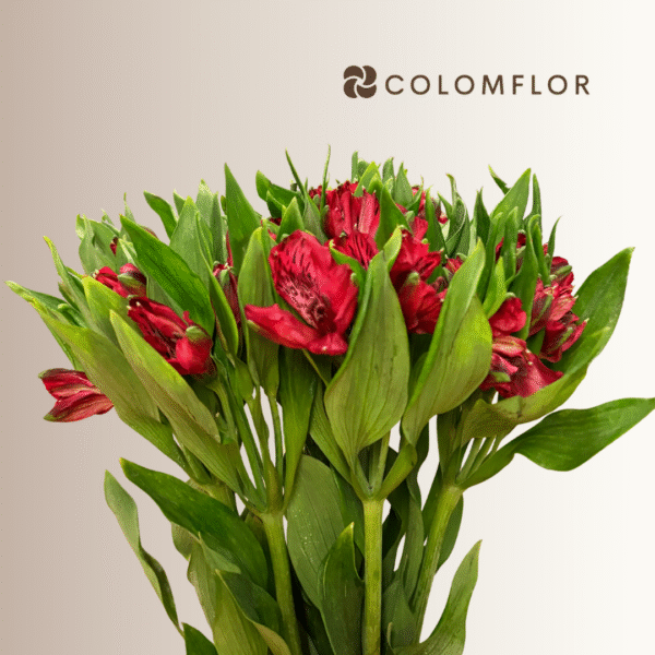 Alstroemeria Roja Colombiana - Imagen 2