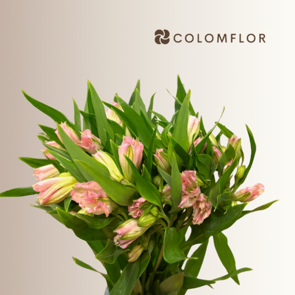 Alstroemeria Rosa Colombiana - Imagen 2