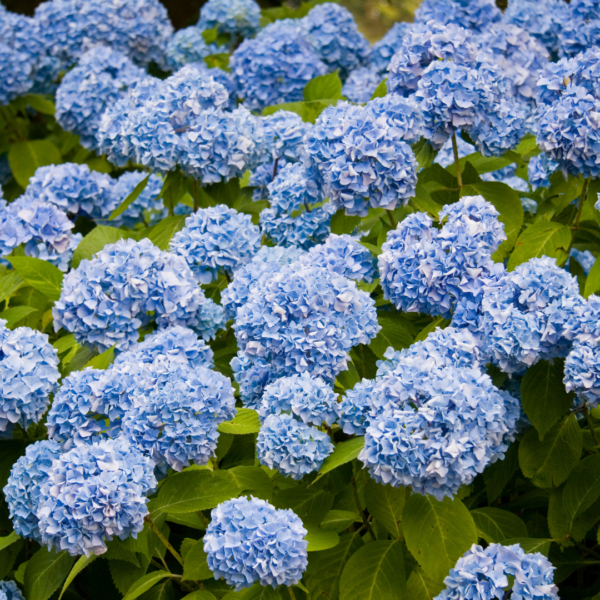 Hortensia Azul Colombiana - Imagen 3