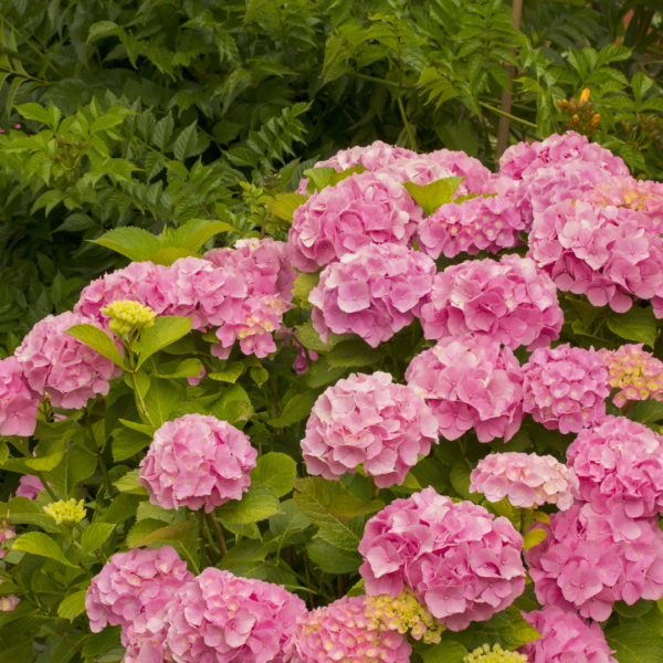 Hortensia Rosa Colombiana - Imagen 3