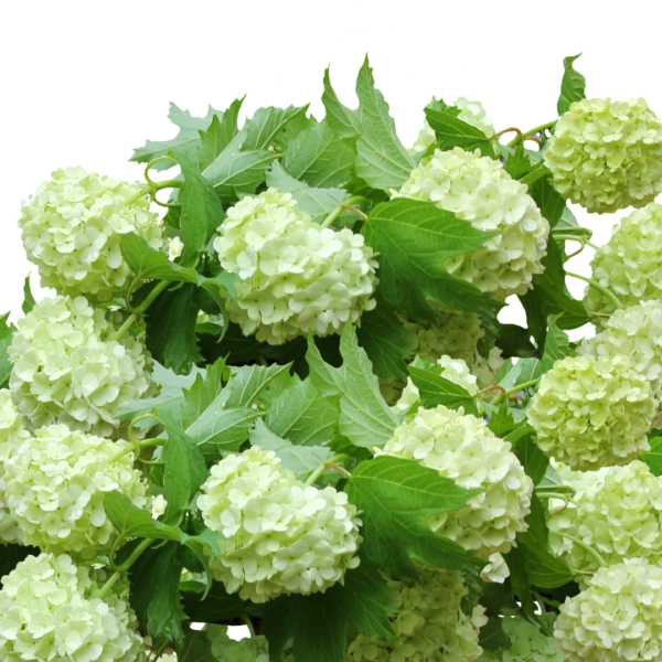 Hortensia Verde Colombiana - Imagen 3