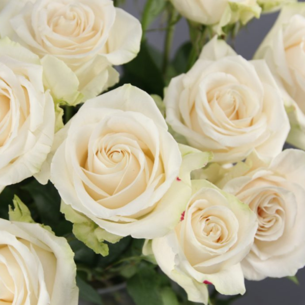 Rosas Vendela Colombianas - Imagen 2