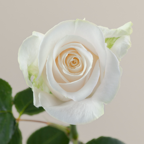Rosas Vendela Colombianas