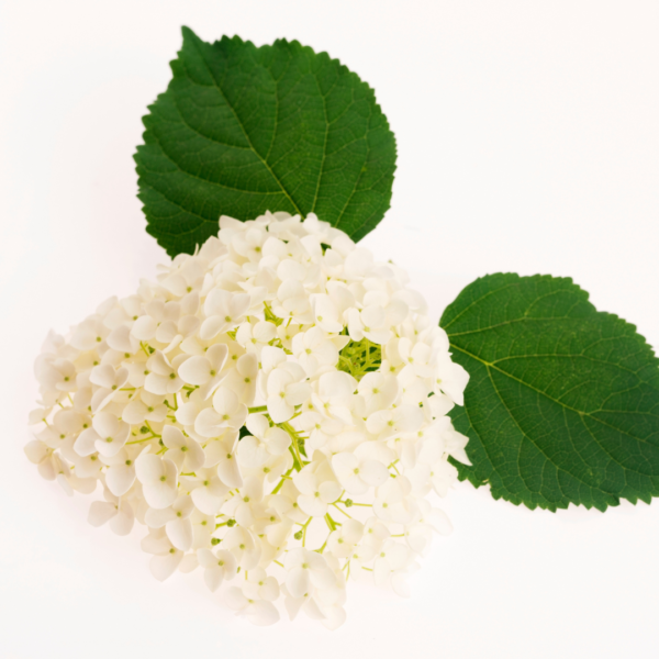 Hortensia Blanca Colombiana - Imagen 4