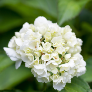 Hortensia Blanca Colombiana