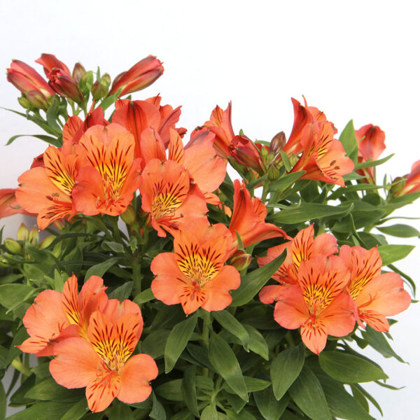 Alstroemeria Naranja Colombiana - Imagen 2