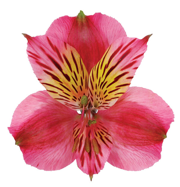 Alstroemeria Hot Pink Colombiana - Imagen 3