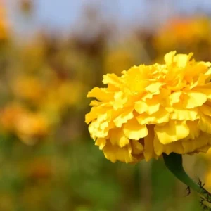 Clavel Amarillo Colombiano