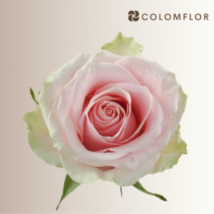 Rosas Fruttetto Colombianas