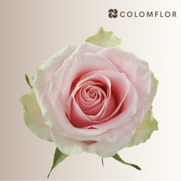 Rosas Fruttetto Colombianas