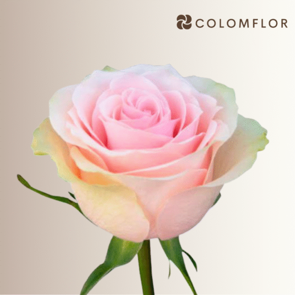 Rosas Fruttetto Colombianas - Imagen 2
