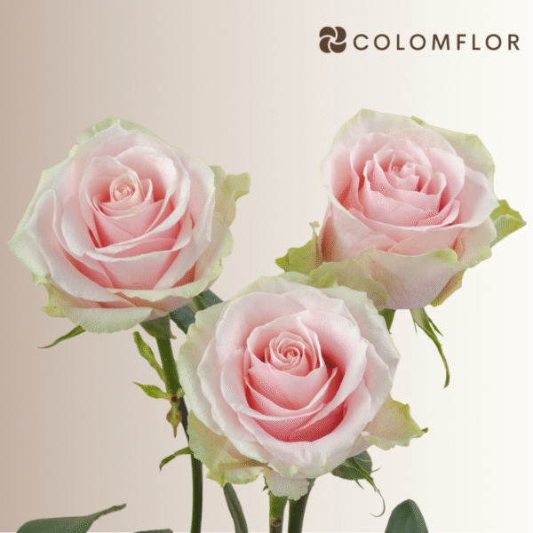 Rosas Fruttetto Colombianas - Imagen 3
