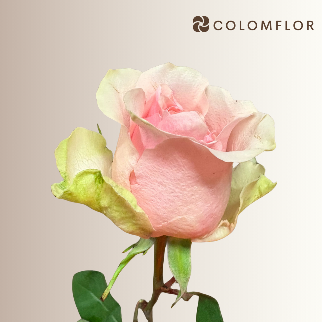 Rosas Fruttetto Colombianas - Imagen 2