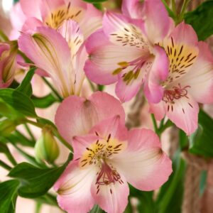 Alstroemeria Rosa Colombiana