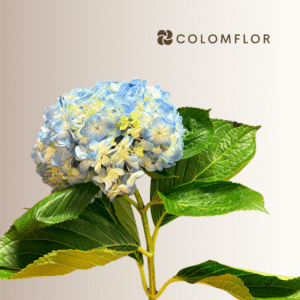 Hortensia Azul Colombiana
