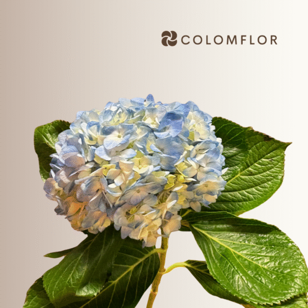 Hortensia Azul Colombiana - Imagen 3