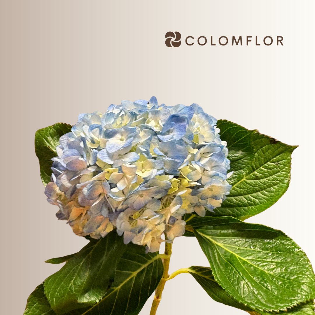 Hortensia Azul Colombiana - Imagen 3