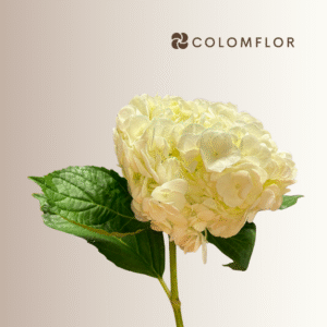 Hortensia Blanca Colombiana