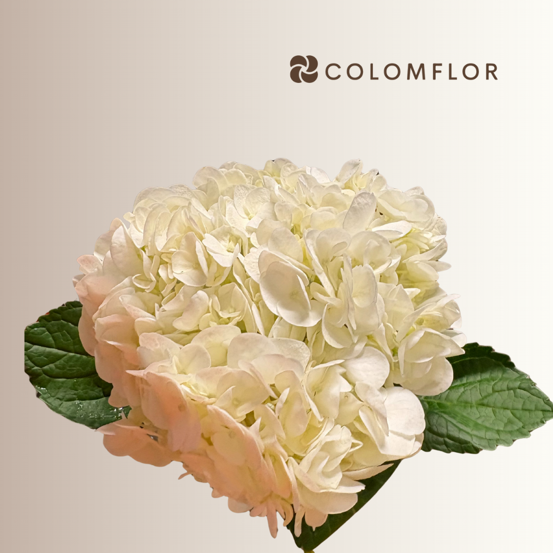 Hortensia Blanca Colombiana - Imagen 3