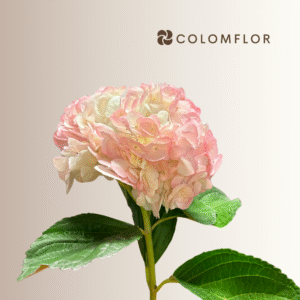 Hortensia Rosa Colombiana