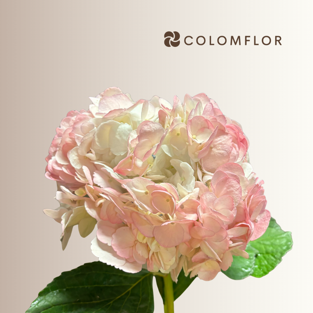 Hortensia Rosa Colombiana - Imagen 2