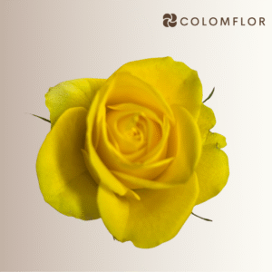 Rosas Latina Colombiana