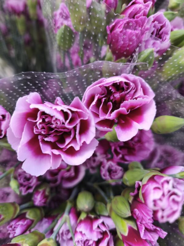 Clavel Bicolor Púrpura