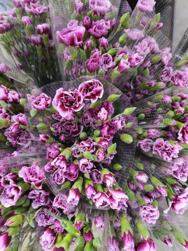 Clavel Bicolor Púrpura - Imagen 4