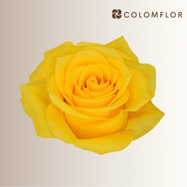 Rosas Momentum Colombianas