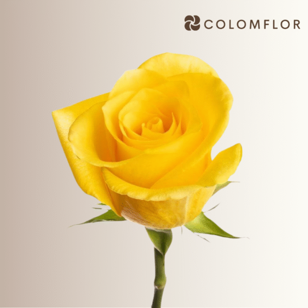 Rosas Momentum Colombianas - Imagen 2